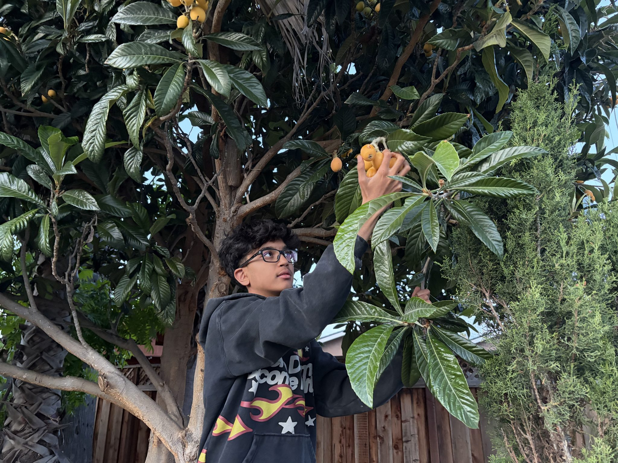 Aadit Mehta picking loquats from a backyard tree